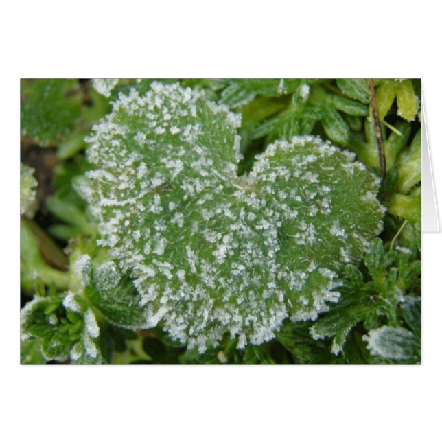 Grönt Isig Heart Hälsningskort (Framsidan Horizontal)