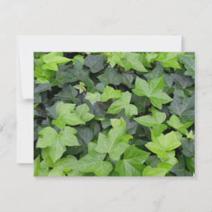 Grönt Ivy botaniskt utskrift Kort
