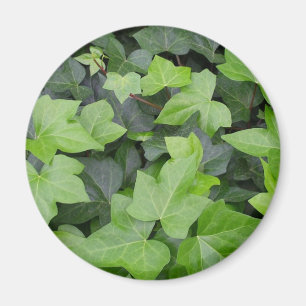 Grönt Ivy botaniskt utskrift Magnet