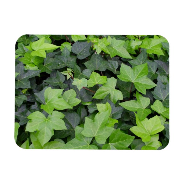 Grönt Ivy botaniskt utskrift Magnet (Horisontell)