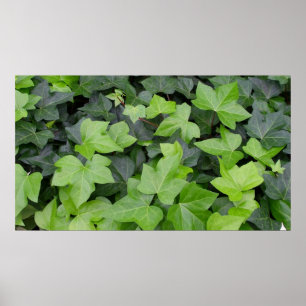 Grönt Ivy botaniskt utskrift Poster