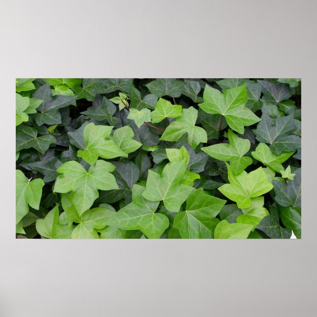 Grönt Ivy botaniskt utskrift Poster (Framsidan)