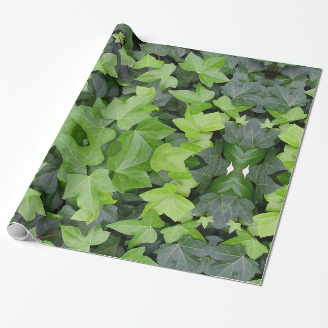 Grönt Ivy botaniskt utskrift Presentpapper (Utrullad)