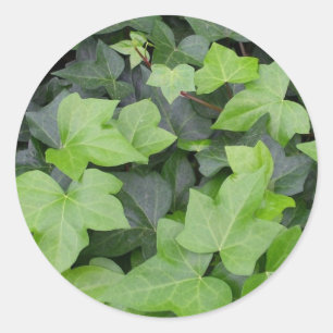 Grönt Ivy botaniskt utskrift Runt Klistermärke
