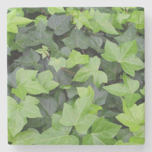 Grönt Ivy botaniskt utskrift Stenunderlägg
