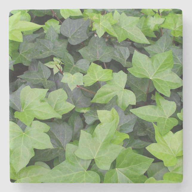 Grönt Ivy botaniskt utskrift Stenunderlägg (Framsidan)