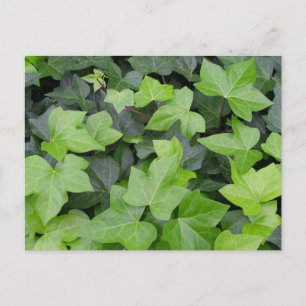 Grönt Ivy botaniskt utskrift Vykort