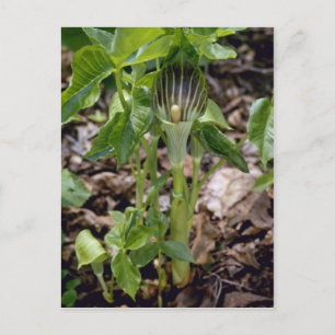Grönt Jack-in-the-Pulpit (Arisaema Atrorubens var. Vykort