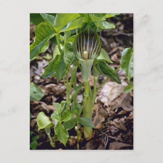 Grönt Jack-in-the-Pulpit (Arisaema Atrorubens var. Vykort (Framsida)