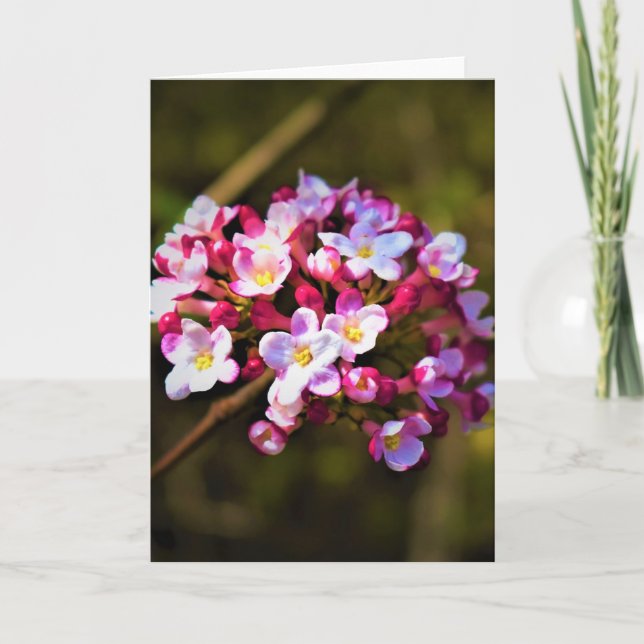 Grönt Jord, kort (Framsida)