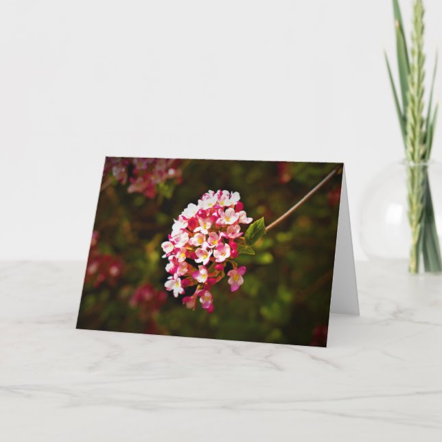 Grönt Jord, kort (Framsida)