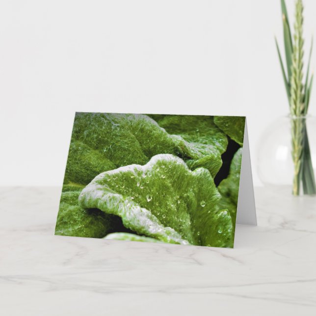 Grönt Jord, kort (Framsida)