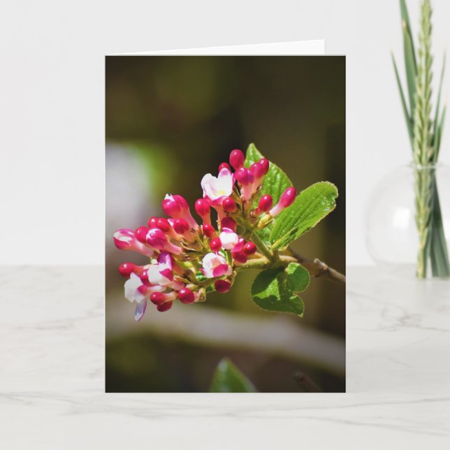 Grönt Jord, kort (Framsida)