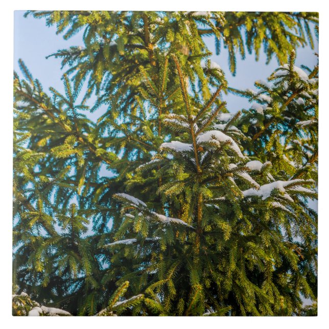 GRÖNT JULGRAN i SNÖ Kakelplatta (Framsidan)