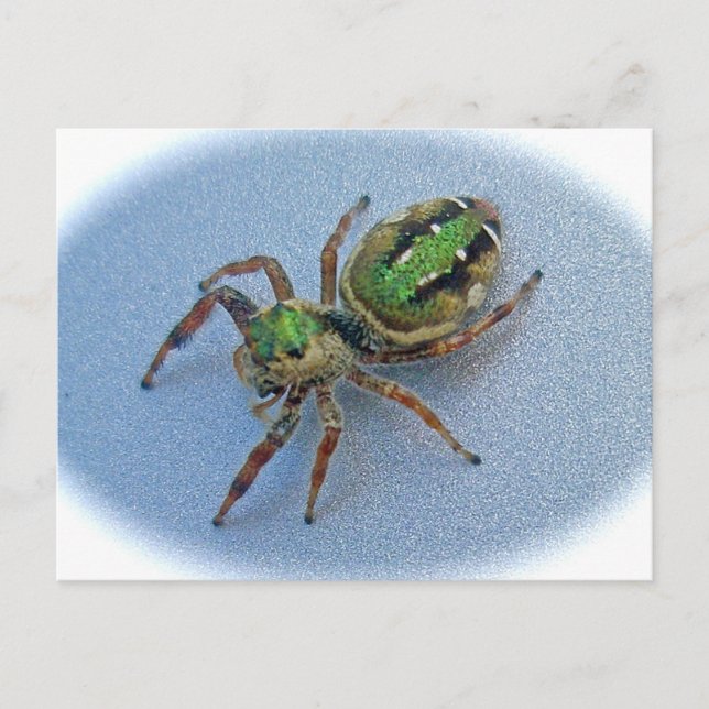 Grönt Jumping Spider (Salticidae) vykort (Framsida)
