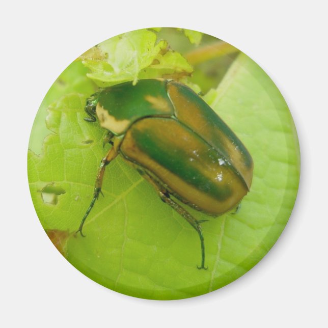 Grönt June Beetle Magnet (Framsidan)