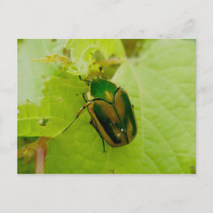 Grönt June Beetle-vykort Vykort