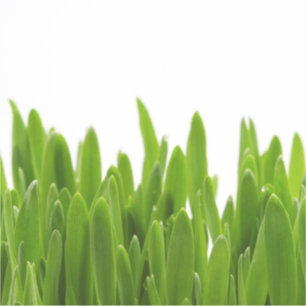 Grönt Klistermärken