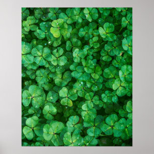 Grönt Klöver med droplet Vatten Poster