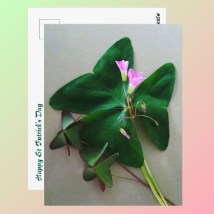 Grönt Klöver Rosa Blommar St patrick's day Vykort