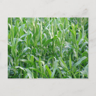 Grönt kornfield - vykort