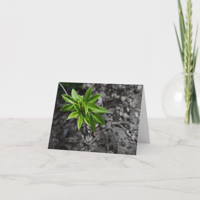 Grönt Kort (Framsida)