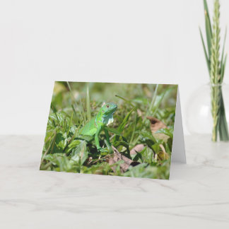 Grönt kort för baby