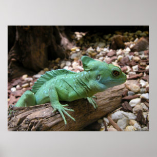 Grönt-krönad Basilisk Poster