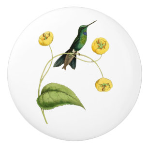 Grönt krönad briljant Hummingbird Knopp