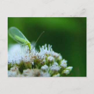 Grönt Lakning på Boneset Flower Vykort
