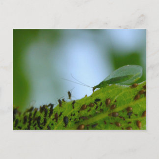 Grönt Lakoss Aphid Buffet Vykort