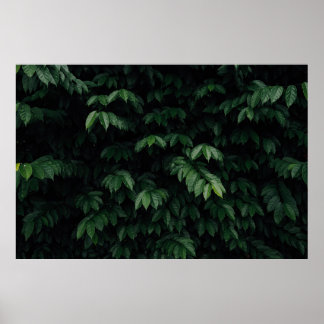 GRÖNT-LEAFED TRÄD POSTER