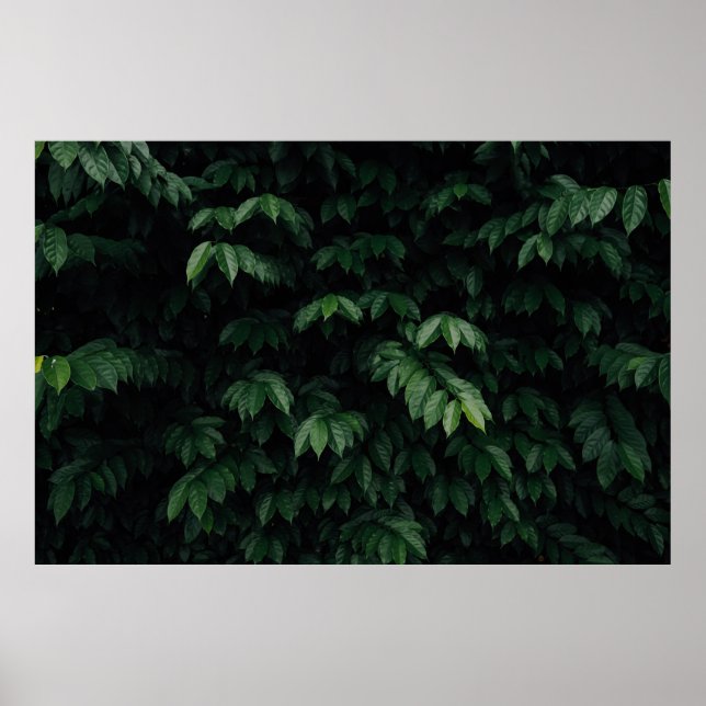 GRÖNT-LEAFED TRÄD POSTER (Framsidan)