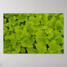Grönt Leafy Struktur Background Canvas eller Poste