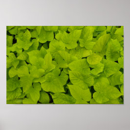 Grönt Leafy Struktur Background Canvas eller Poste Poster