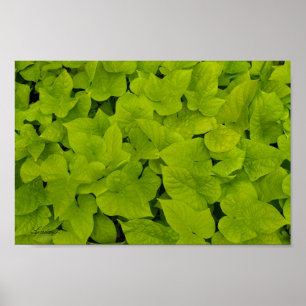 Grönt Leafy Struktur Background Canvas eller Poste Poster