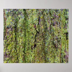 Grönt Lichen på Träd Bark Nature Poster