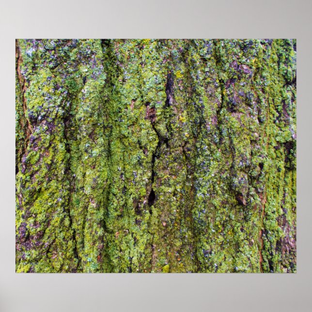 Grönt Lichen på Träd Bark Nature Poster (Framsidan)