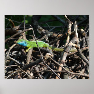 Grönt Lizard-fotoutskrifter Poster