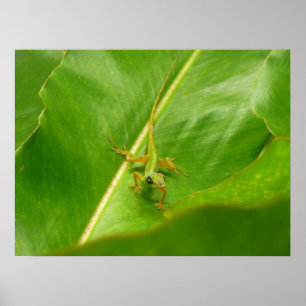 Grönt Lizard på Grönten Löv Poster