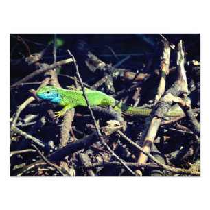 Grönt Lizard Photo Fototryck