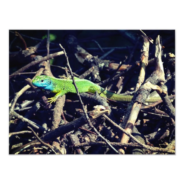 Grönt Lizard Photo Fototryck (Framsidan)