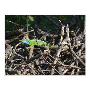Grönt Lizard Photo Photo Print Fototryck