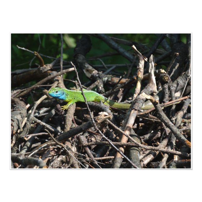 Grönt Lizard Photo Photo Print Fototryck (Framsidan)