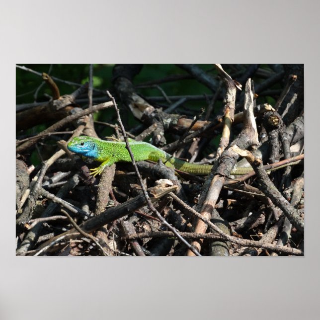 Grönt Lizard Photo Value Poster Pappert (Framsidan)