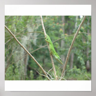 Grönt Lizard Poster