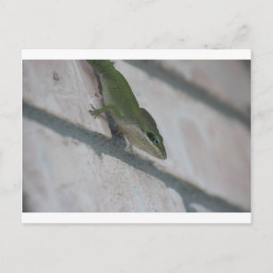 Grönt Lizard Vykort