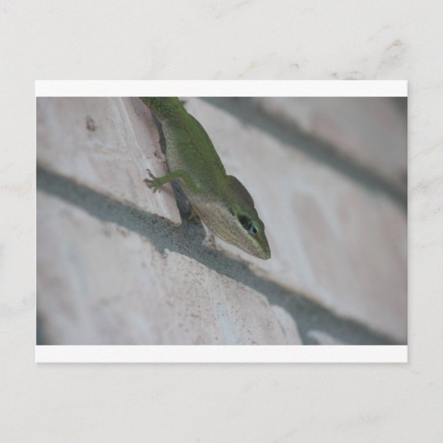 Grönt Lizard Vykort (Framsida)