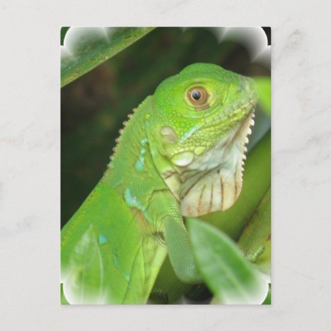 Grönt Lizard-vykort Vykort (Framsida)