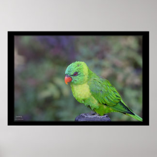 Grönt Lorikeet Poster